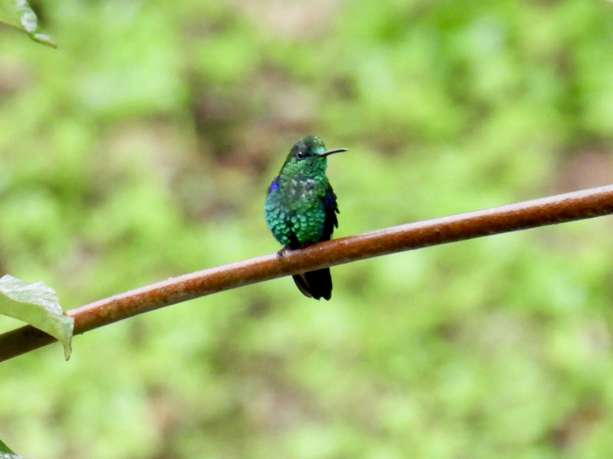 Crowned Woodnymph - ML643661549
