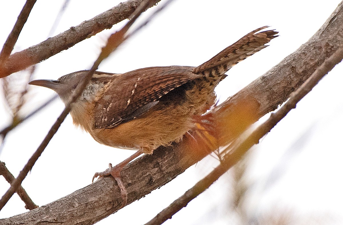 Carolinazaunkönig - ML643661561
