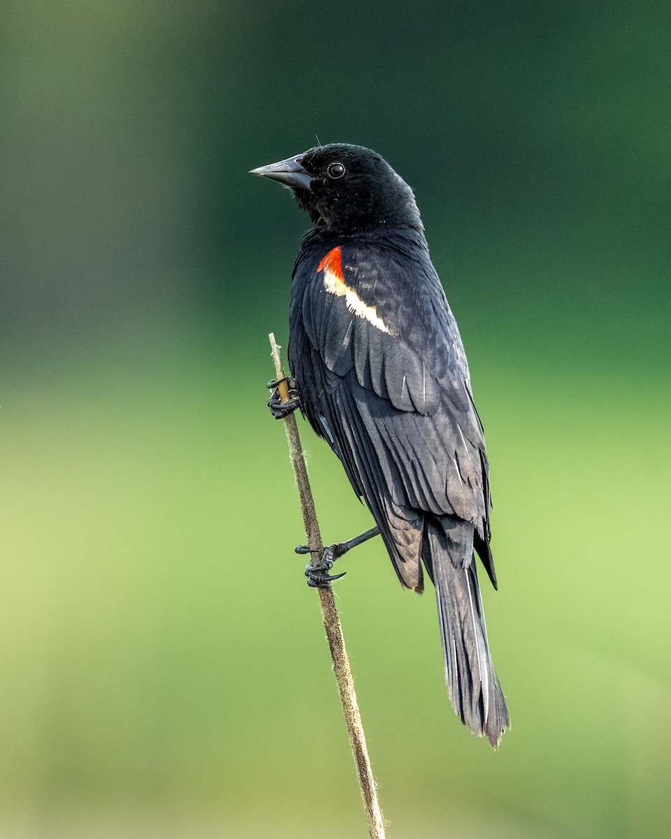 Red-winged Blackbird - ML643661562