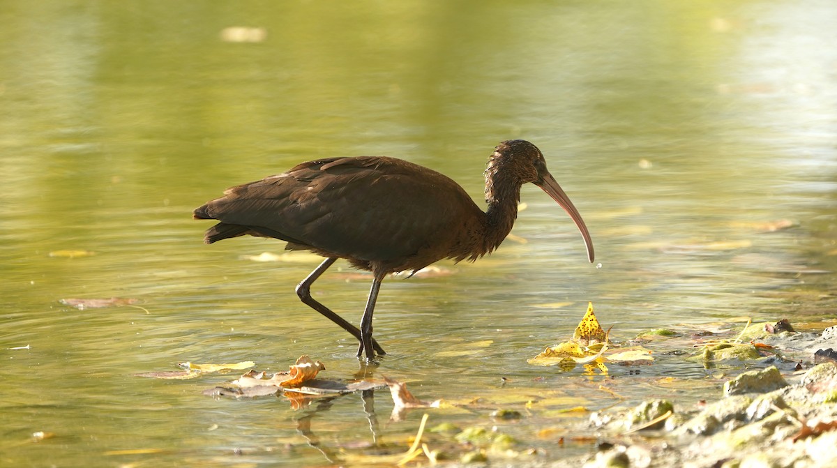 bronseibis - ML643661572