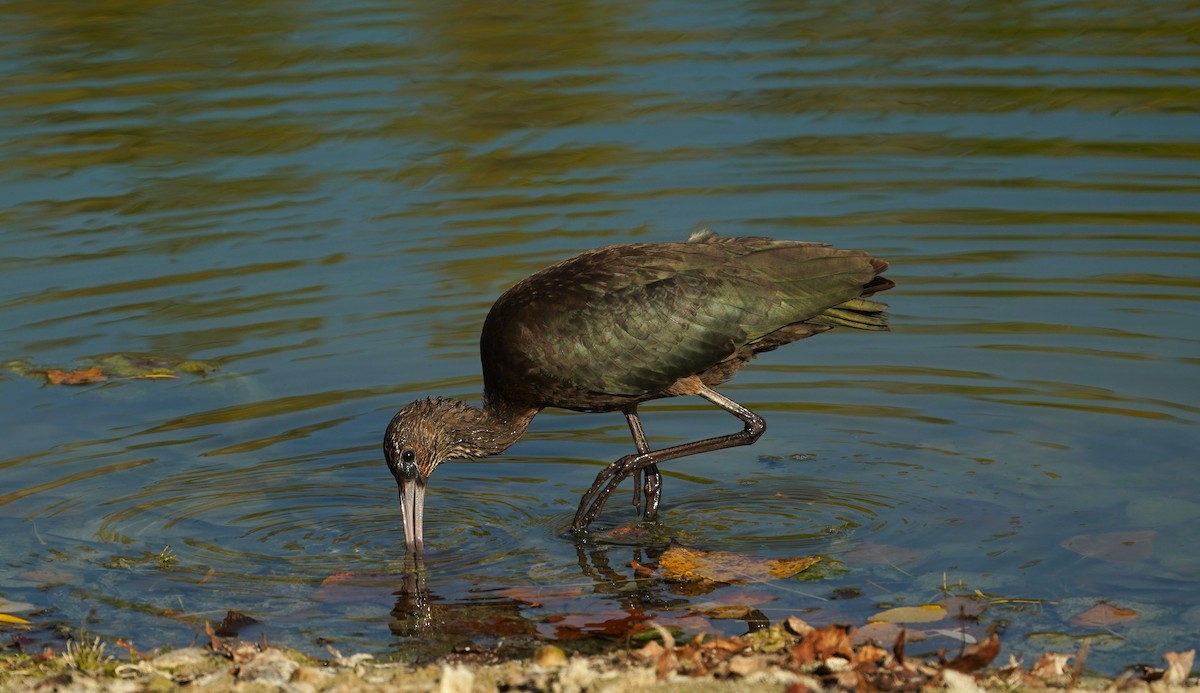 bronseibis - ML643661573