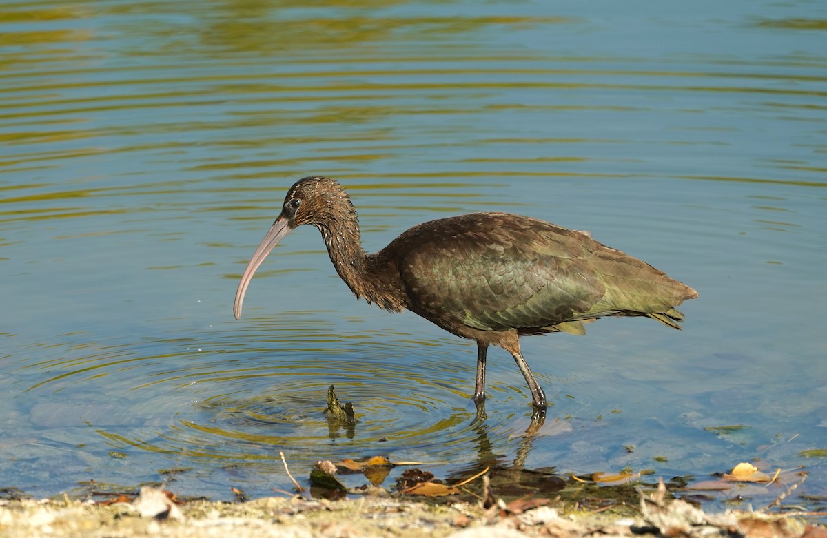 bronseibis - ML643661574