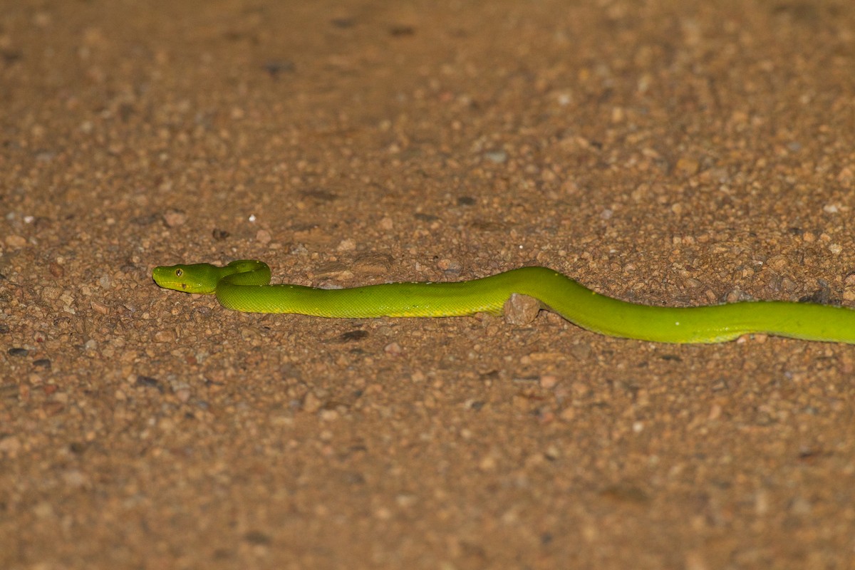 Southern Green Python - ML643661575