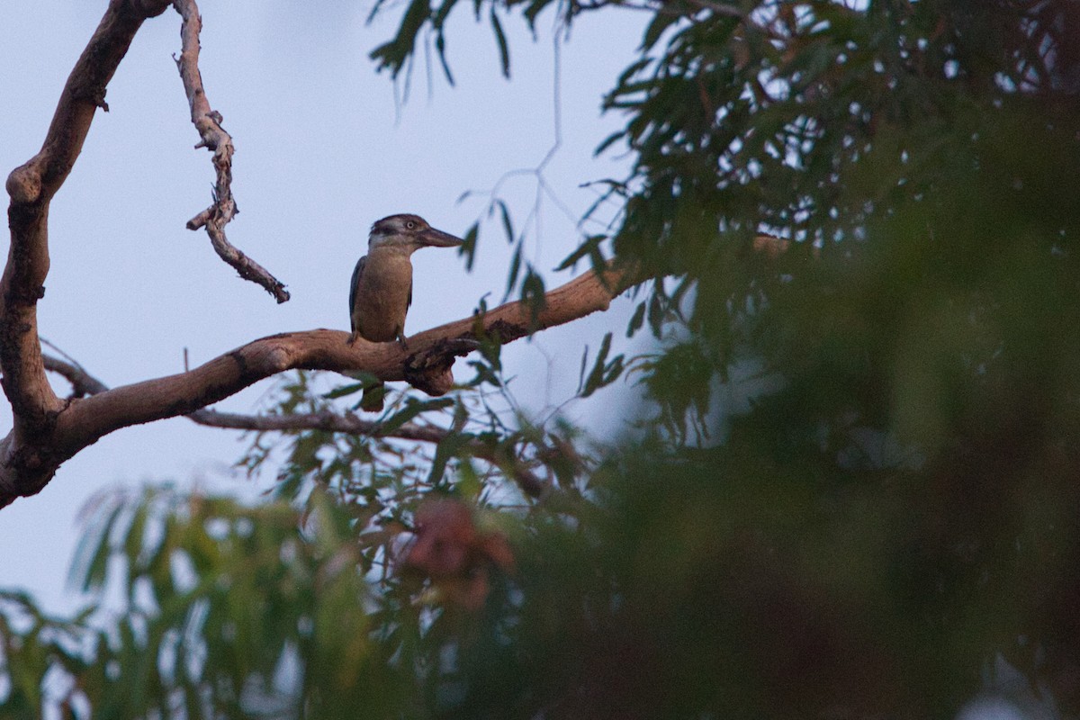 Blue-winged Kookaburra - ML643661594