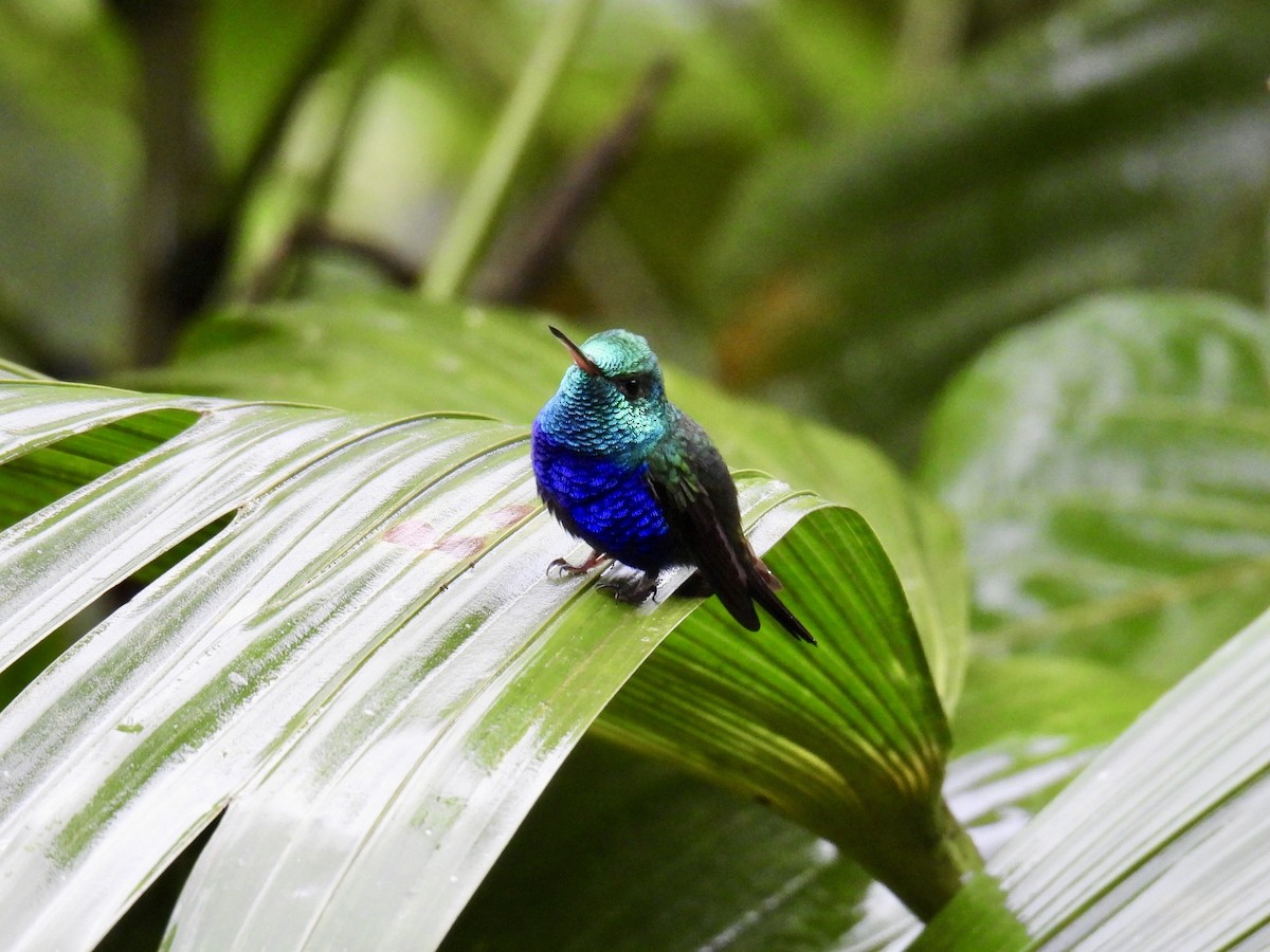 Violet-bellied Hummingbird - ML643661609