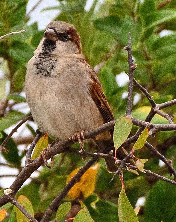 Haussperling - ML643661613
