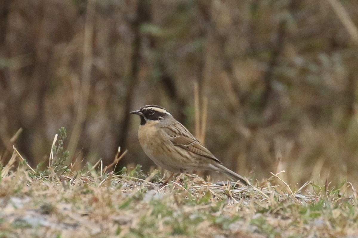 ノドグロイワヒバリ - ML643661623