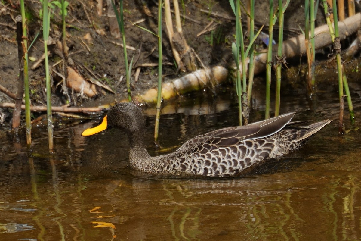 Yellow-billed Duck - ML643661624