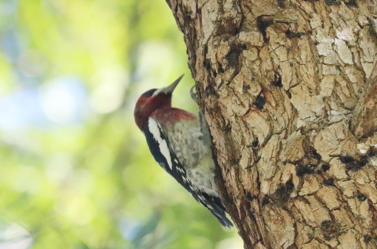 Red-breasted Sapsucker - ML643661638