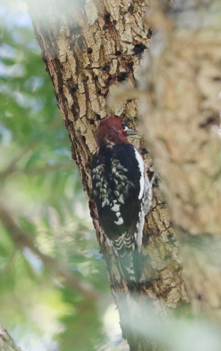 Red-breasted Sapsucker - ML643661639