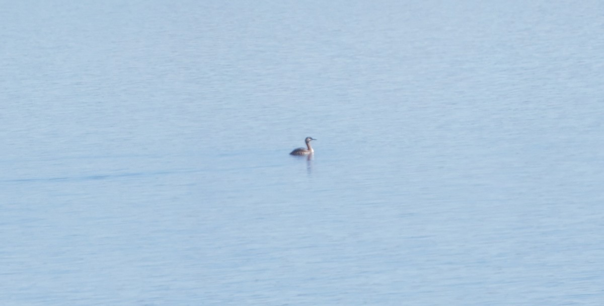 Red-necked Grebe - ML643661640