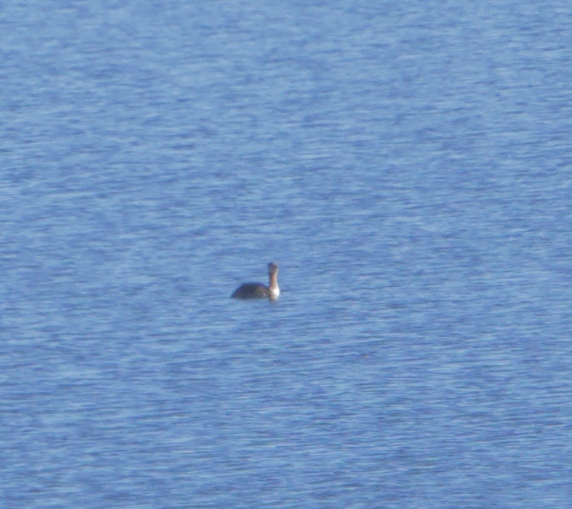 Red-necked Grebe - ML643661641