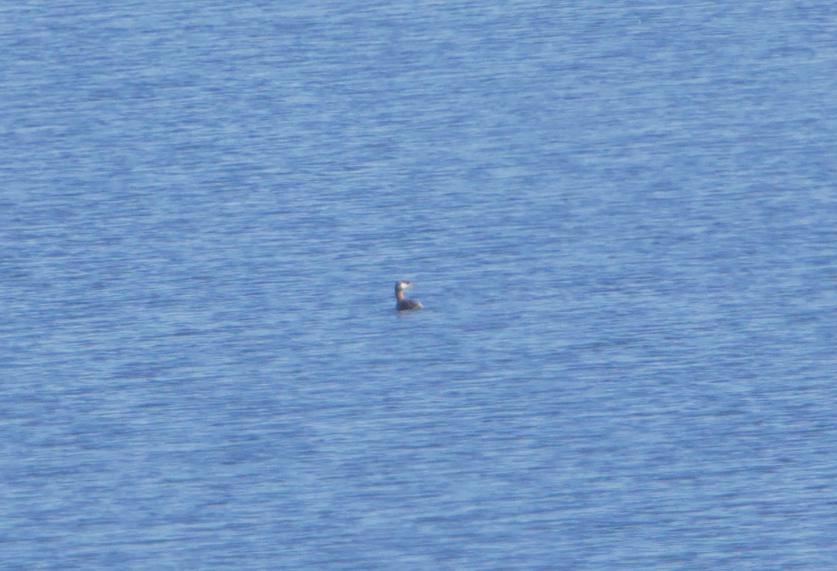 Red-necked Grebe - ML643661642