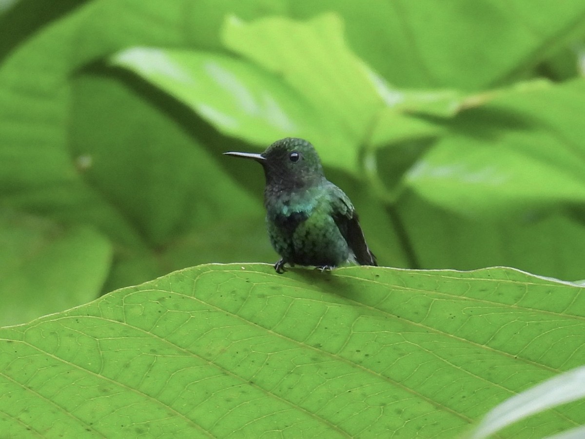 Green Thorntail - ML643661646