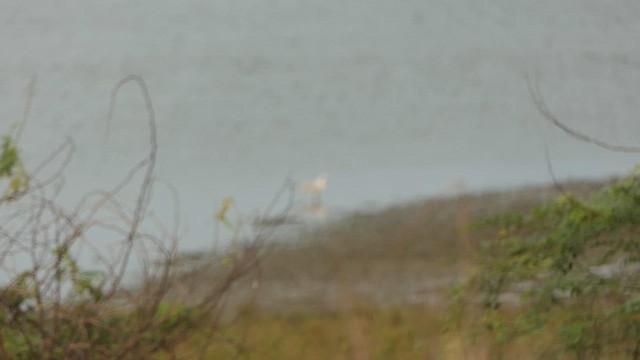 Sterne hansel - ML643661653