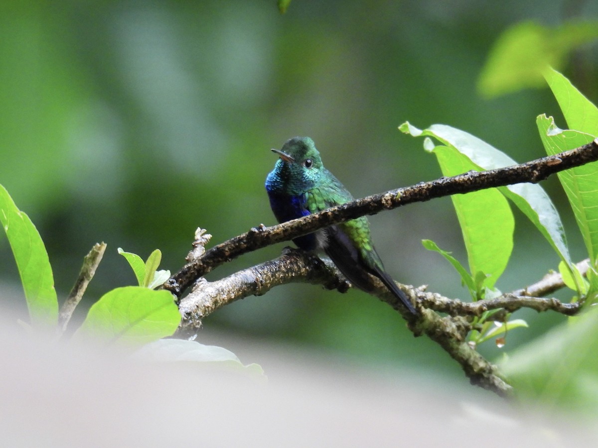 Violet-bellied Hummingbird - ML643661678