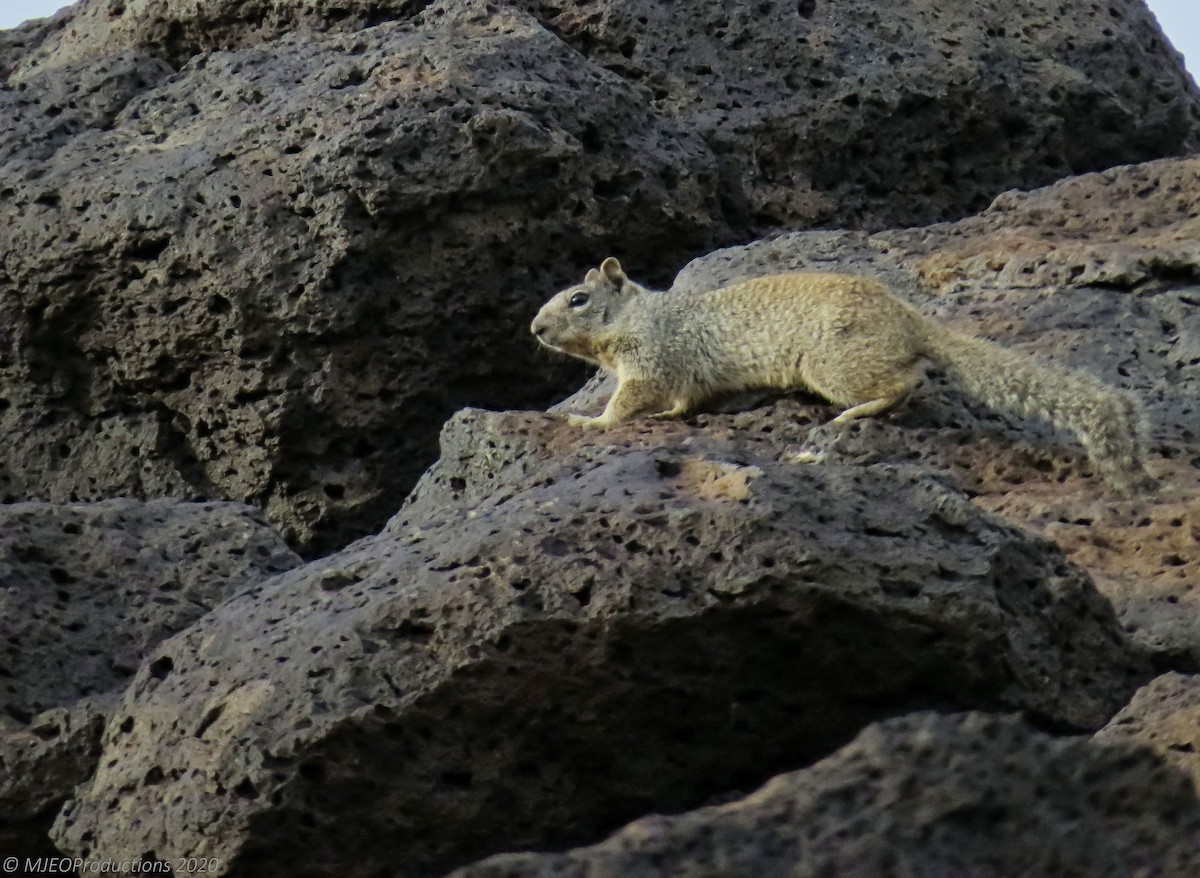Rock Squirrel - ML643661680
