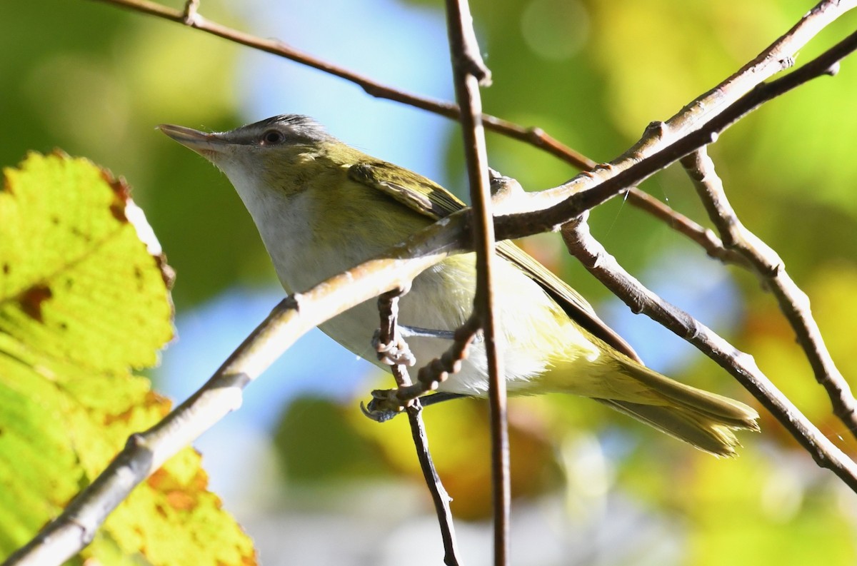 Yellow-green Vireo - ML643661700
