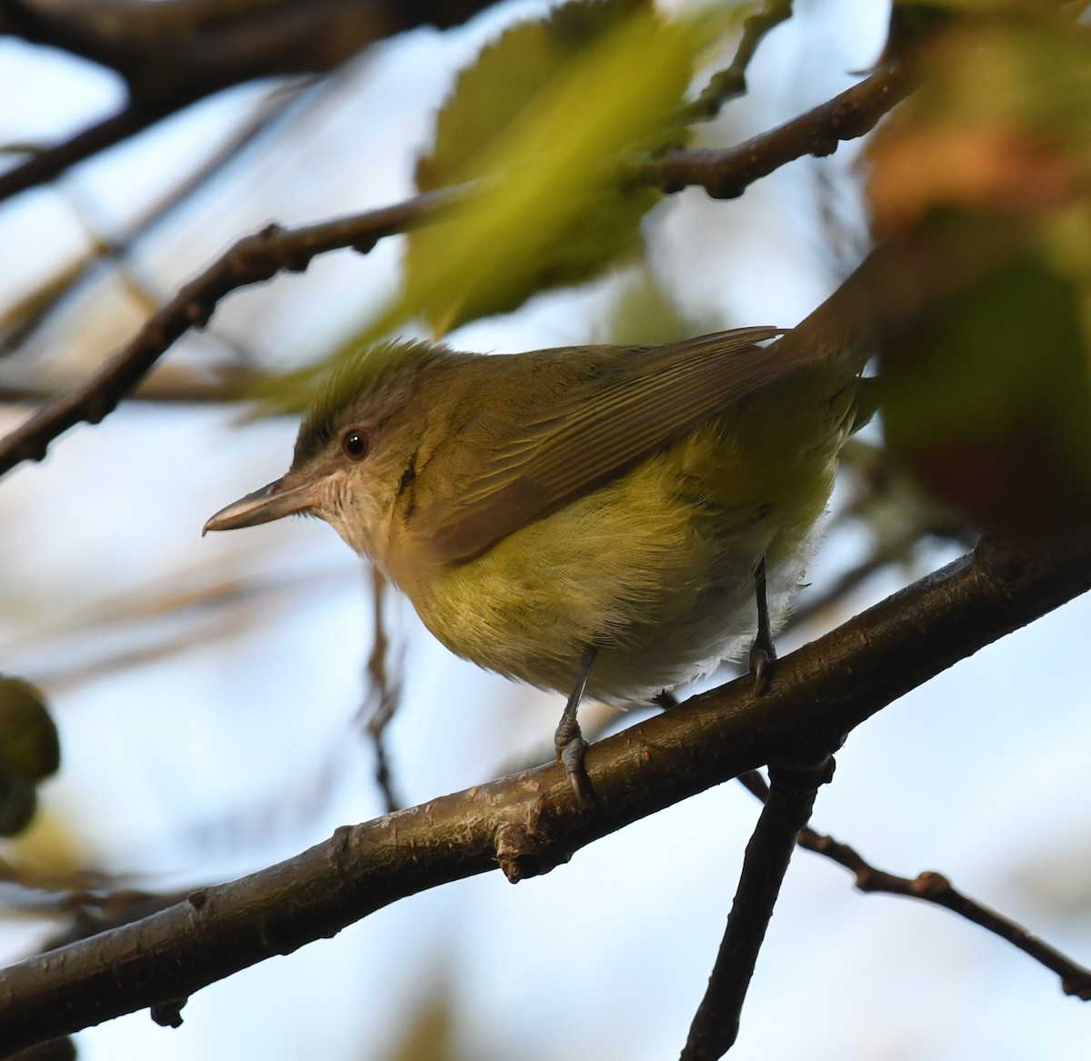 Yellow-green Vireo - ML643661701