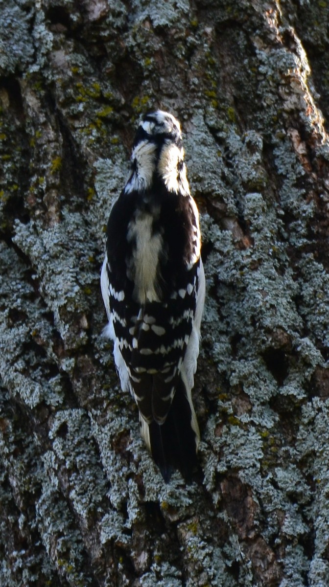 Downy Woodpecker - ML643661703