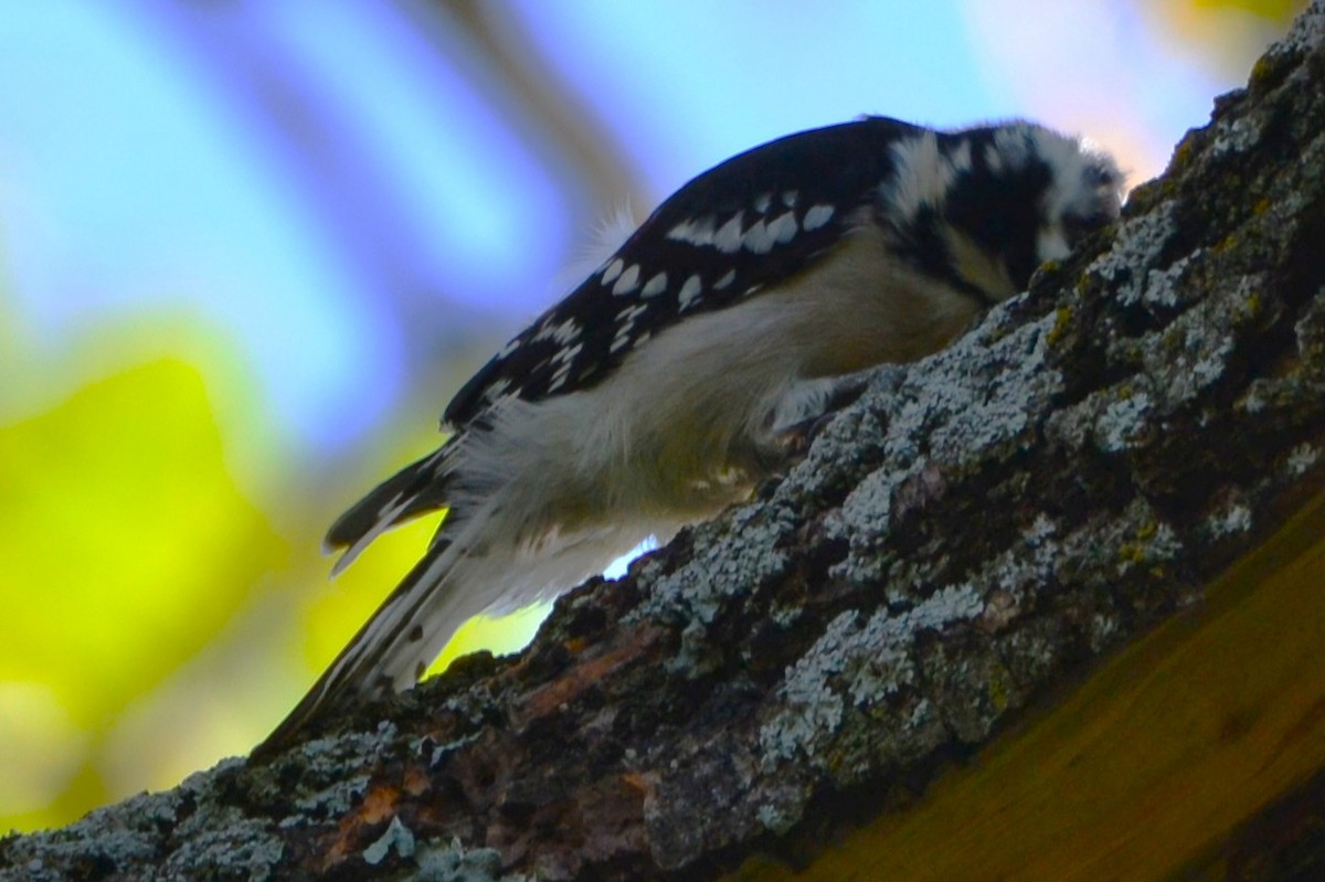 Downy Woodpecker - ML643661704