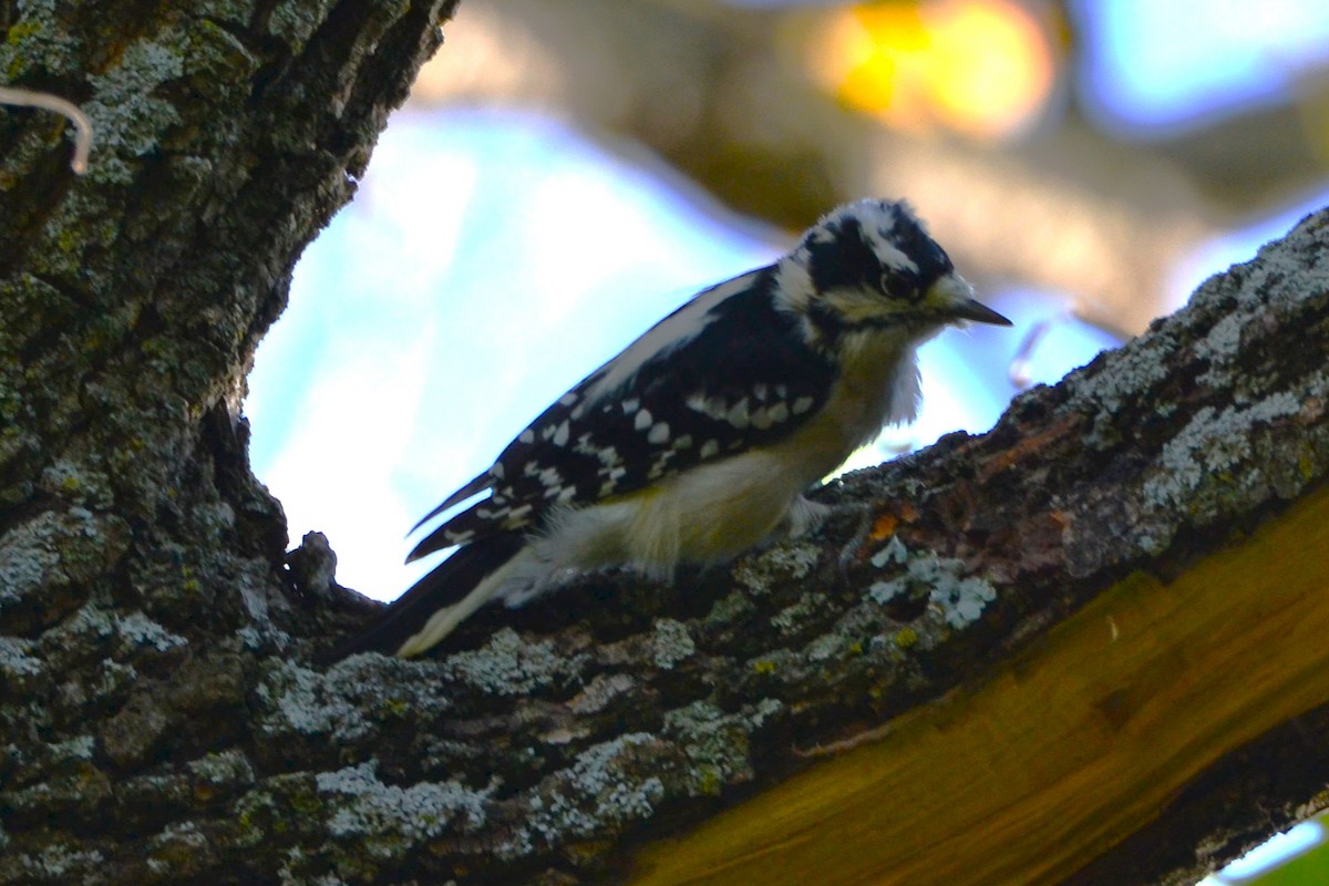 Downy Woodpecker - ML643661705