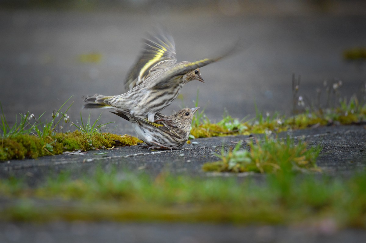 Pine Siskin - ML643661721