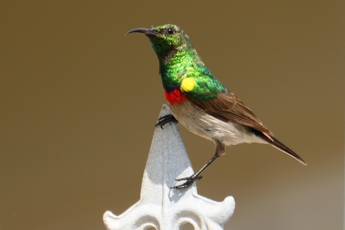 Southern Double-collared Sunbird - ML643661723