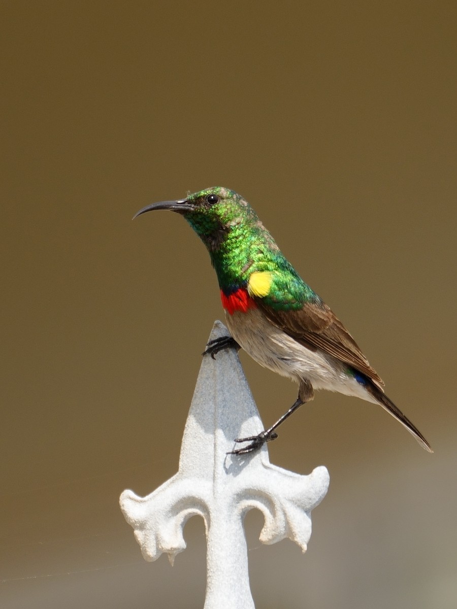 Southern Double-collared Sunbird - ML643661724