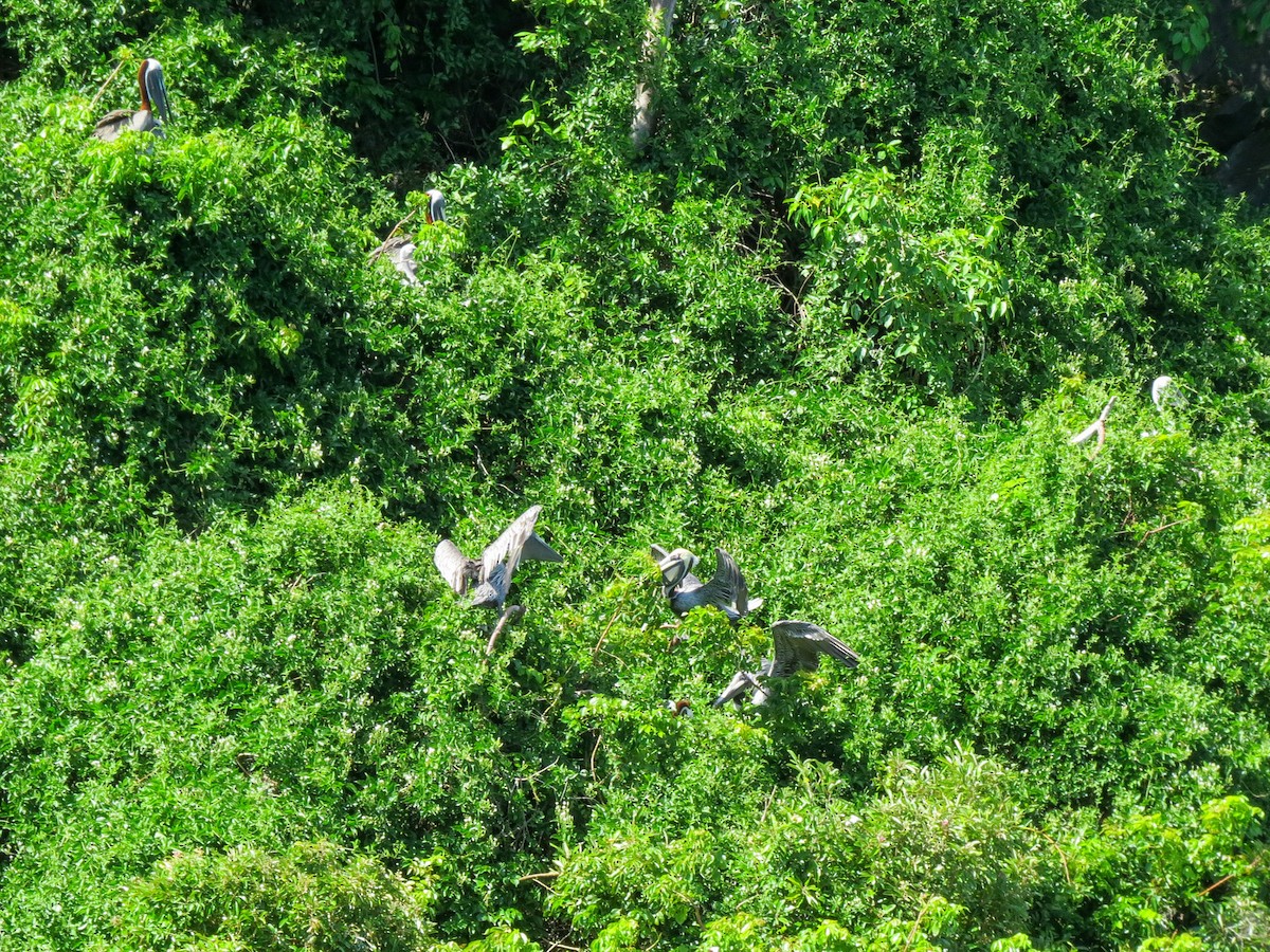 Brown Booby - ML643661728
