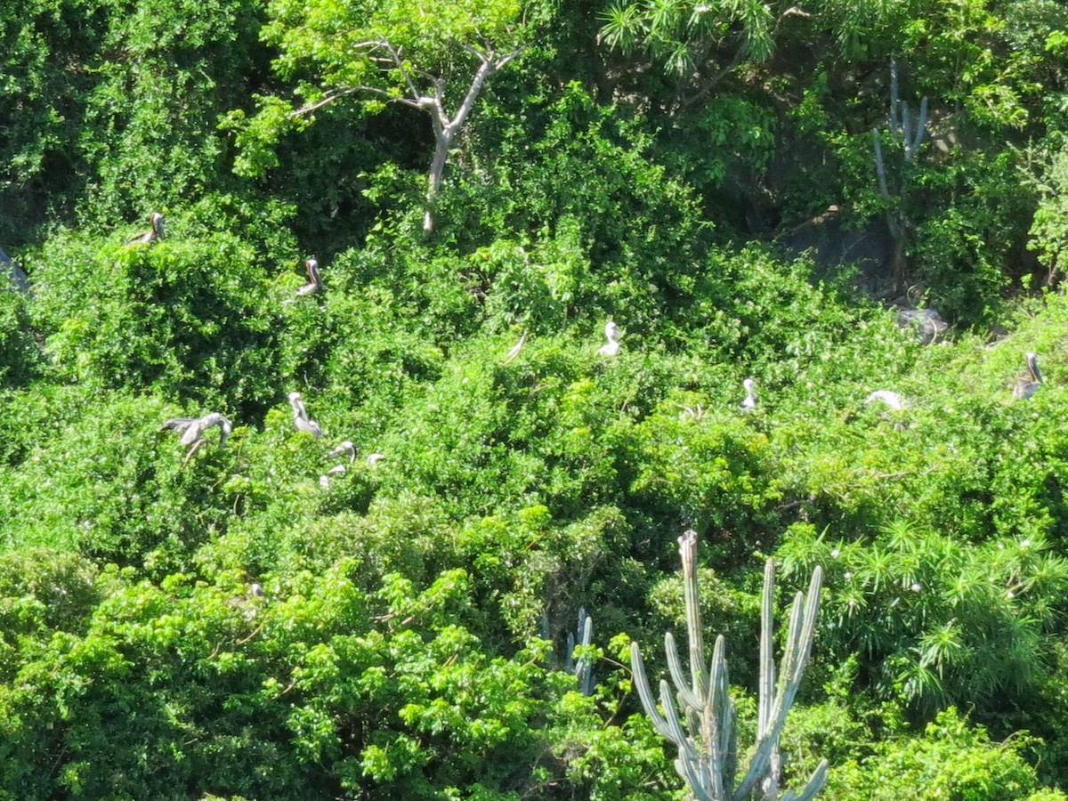 Brown Booby - ML643661729