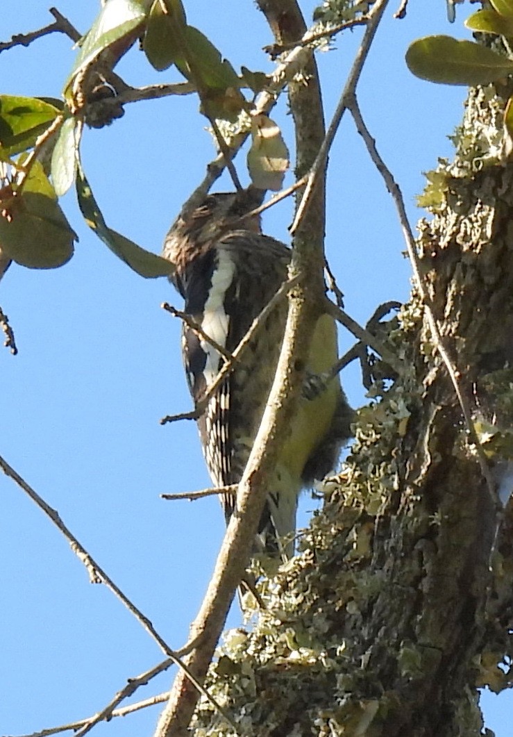 Yellow-bellied Sapsucker - ML643661732