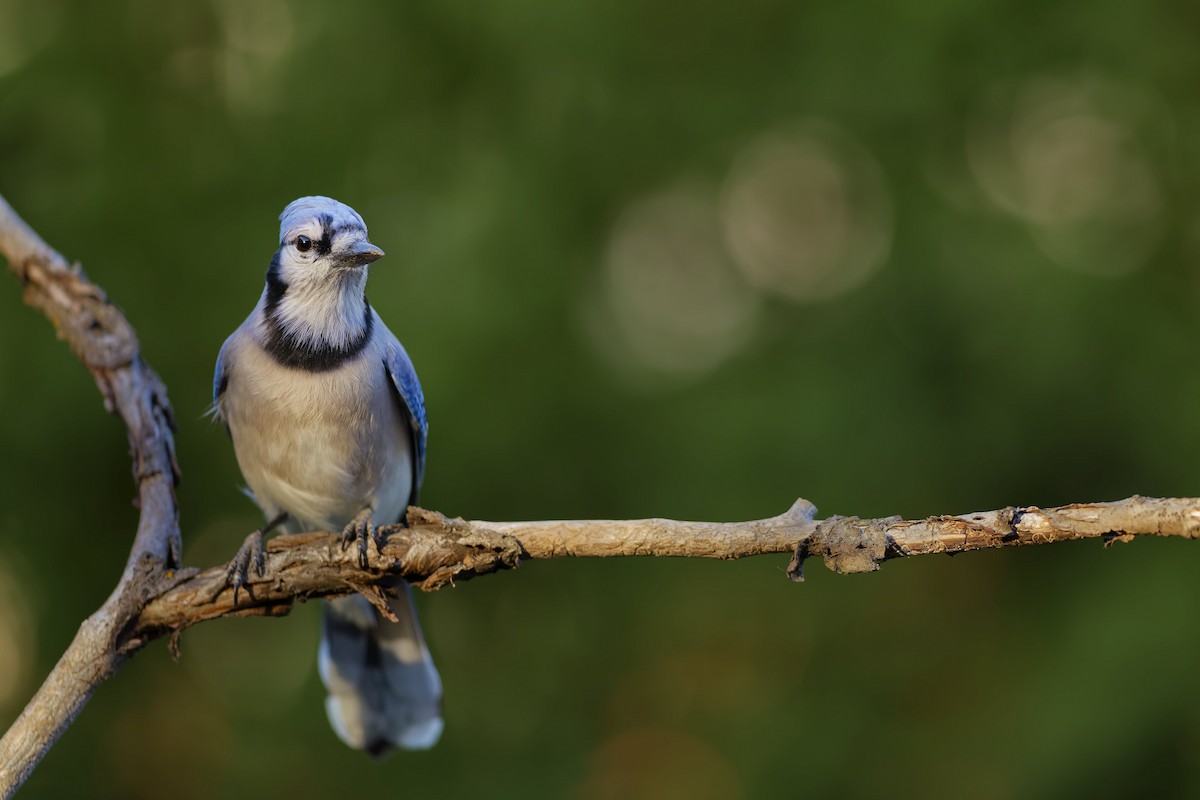 Blue Jay - ML643661733