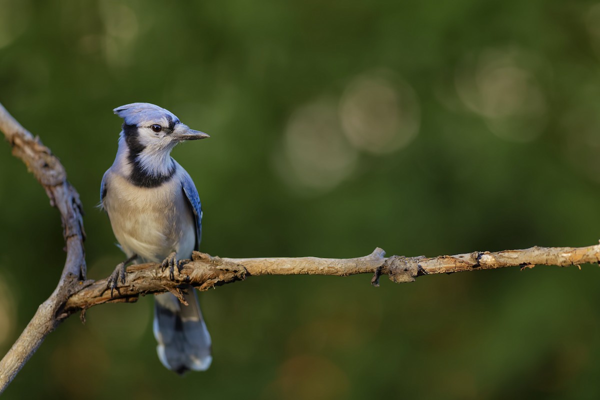 Blue Jay - ML643661734