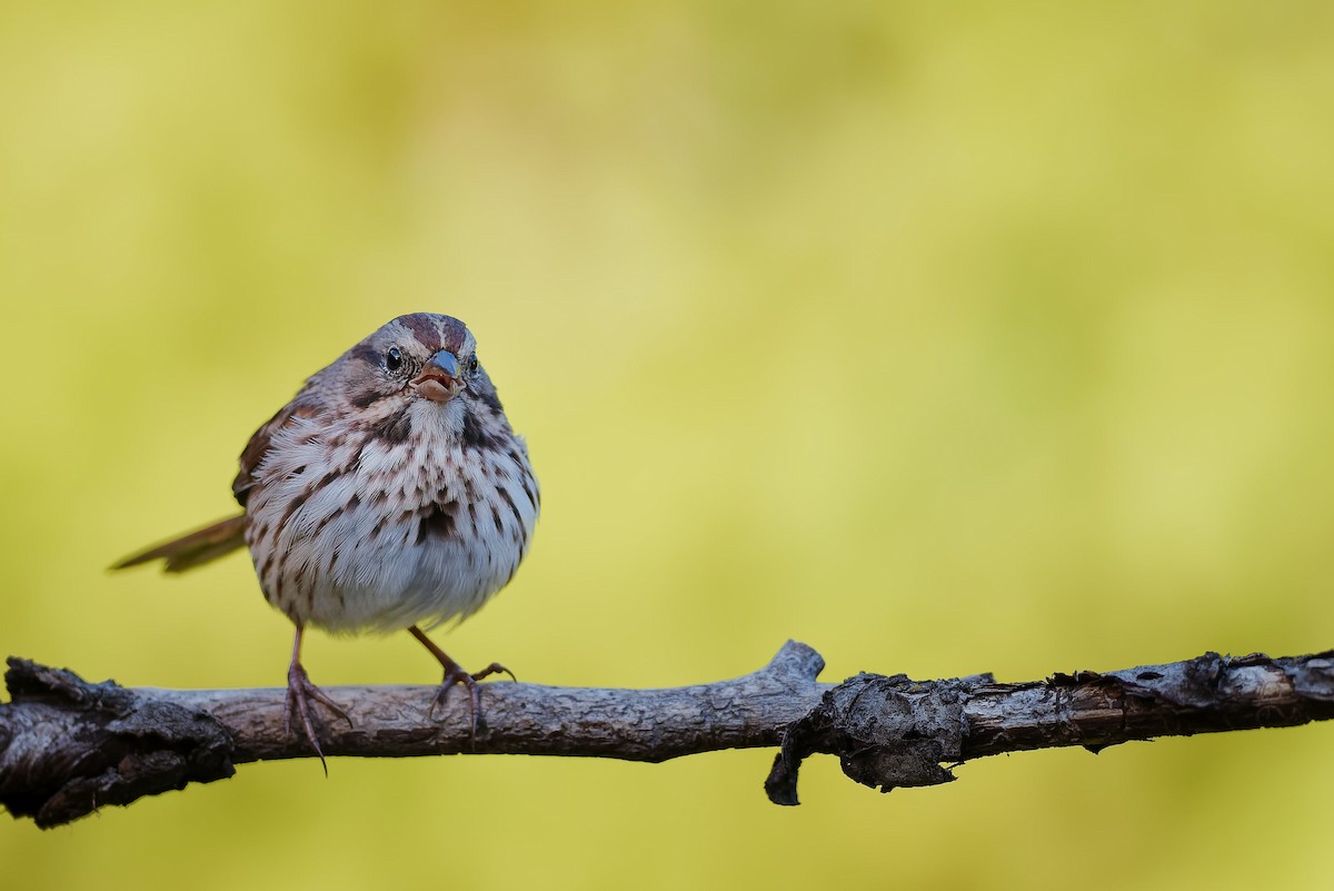 Song Sparrow - ML643661736