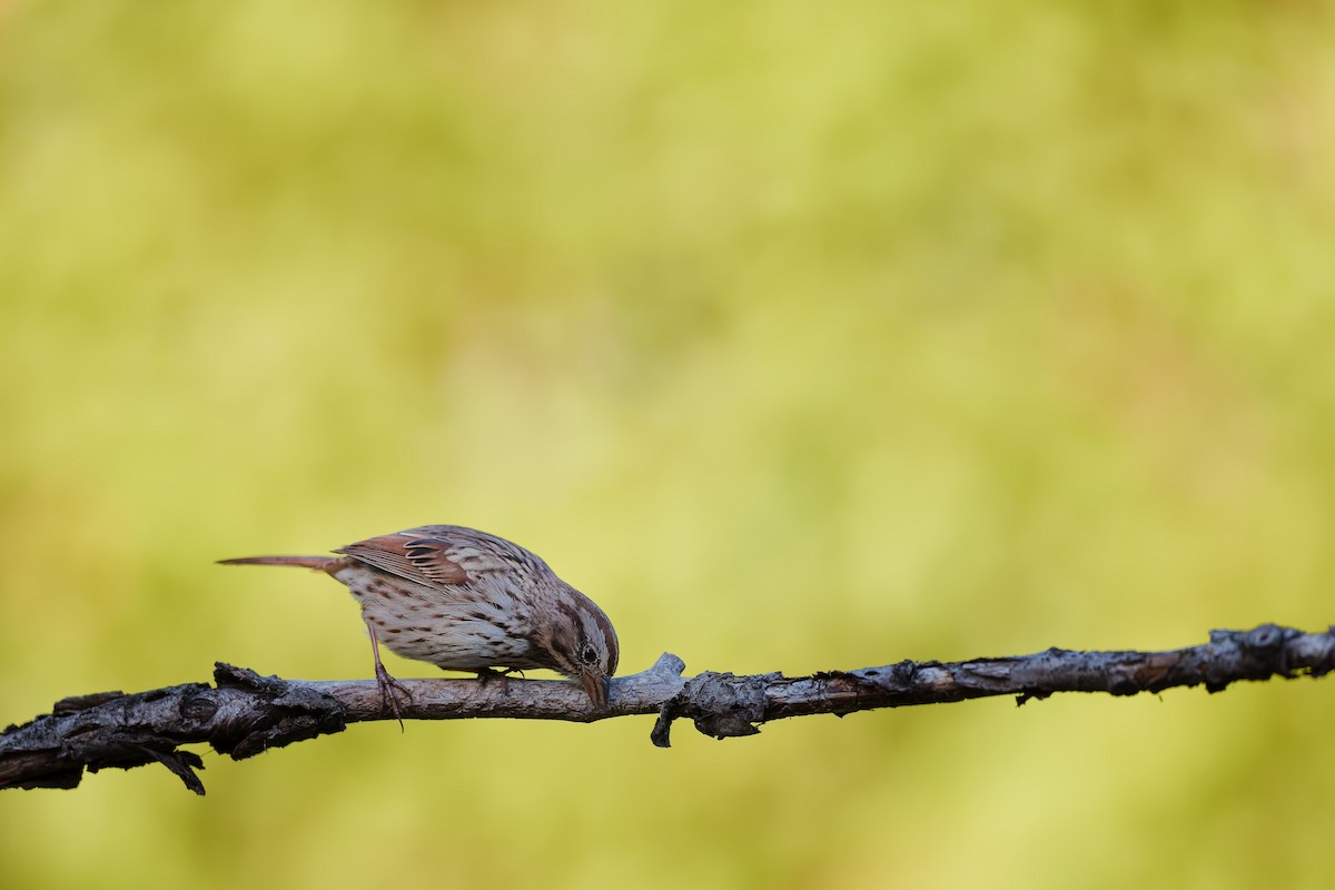 Song Sparrow - ML643661737