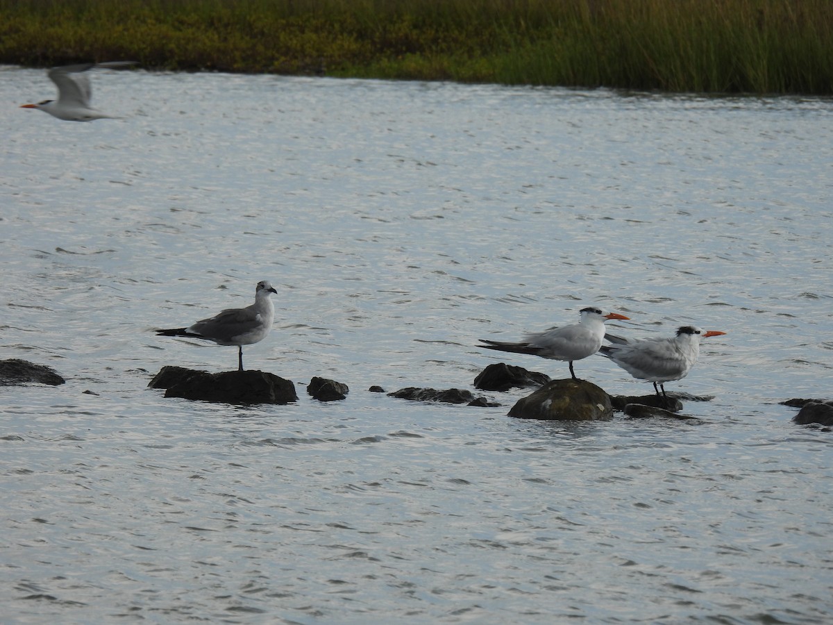 Royal Tern - Marie Asscherick