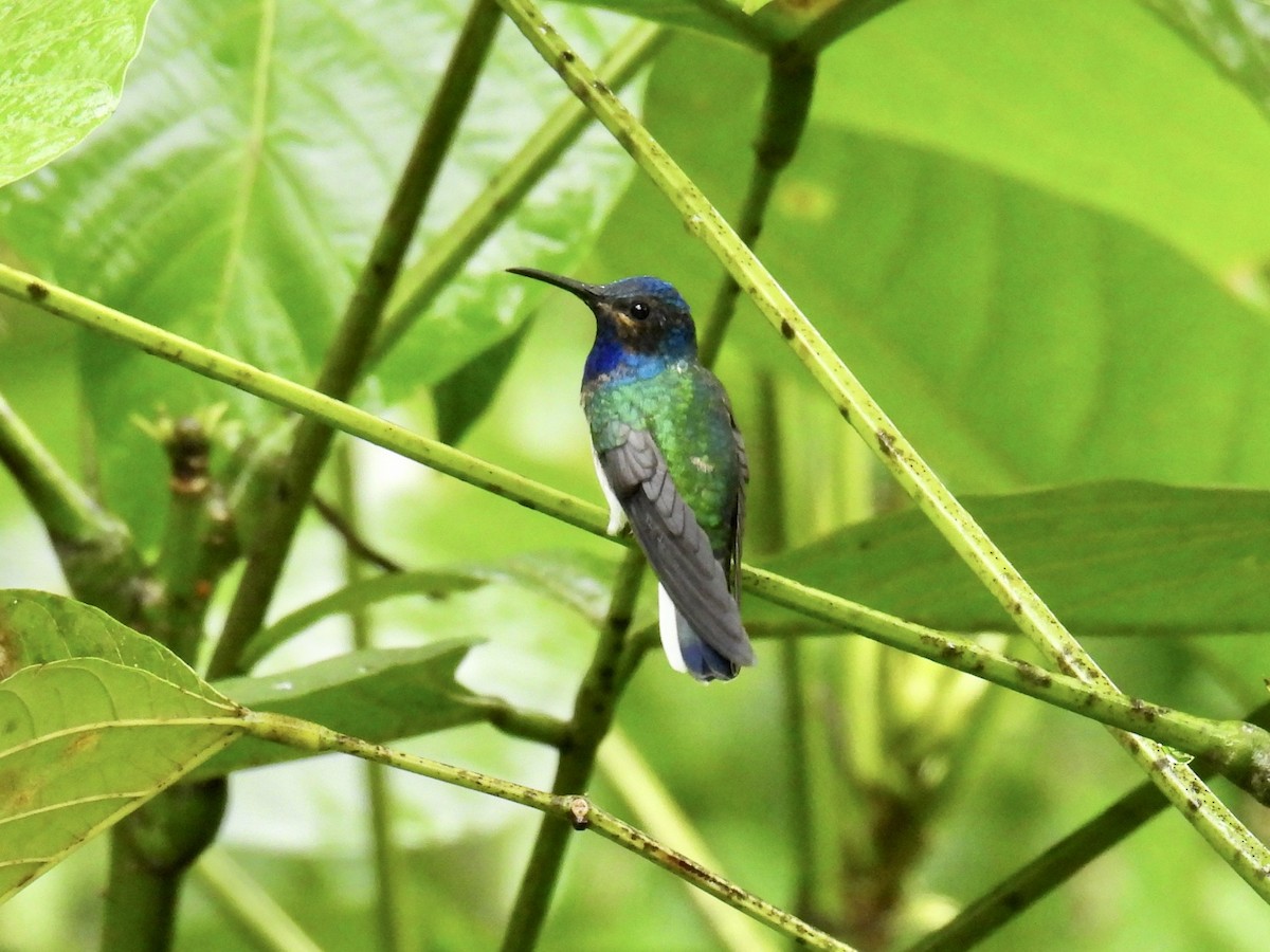 White-necked Jacobin - ML643661740