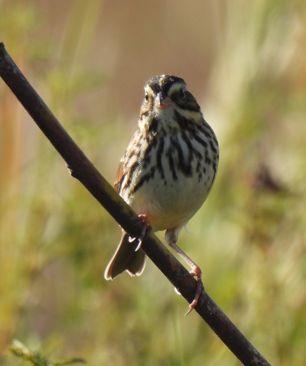 Savannah Sparrow - ML643661741