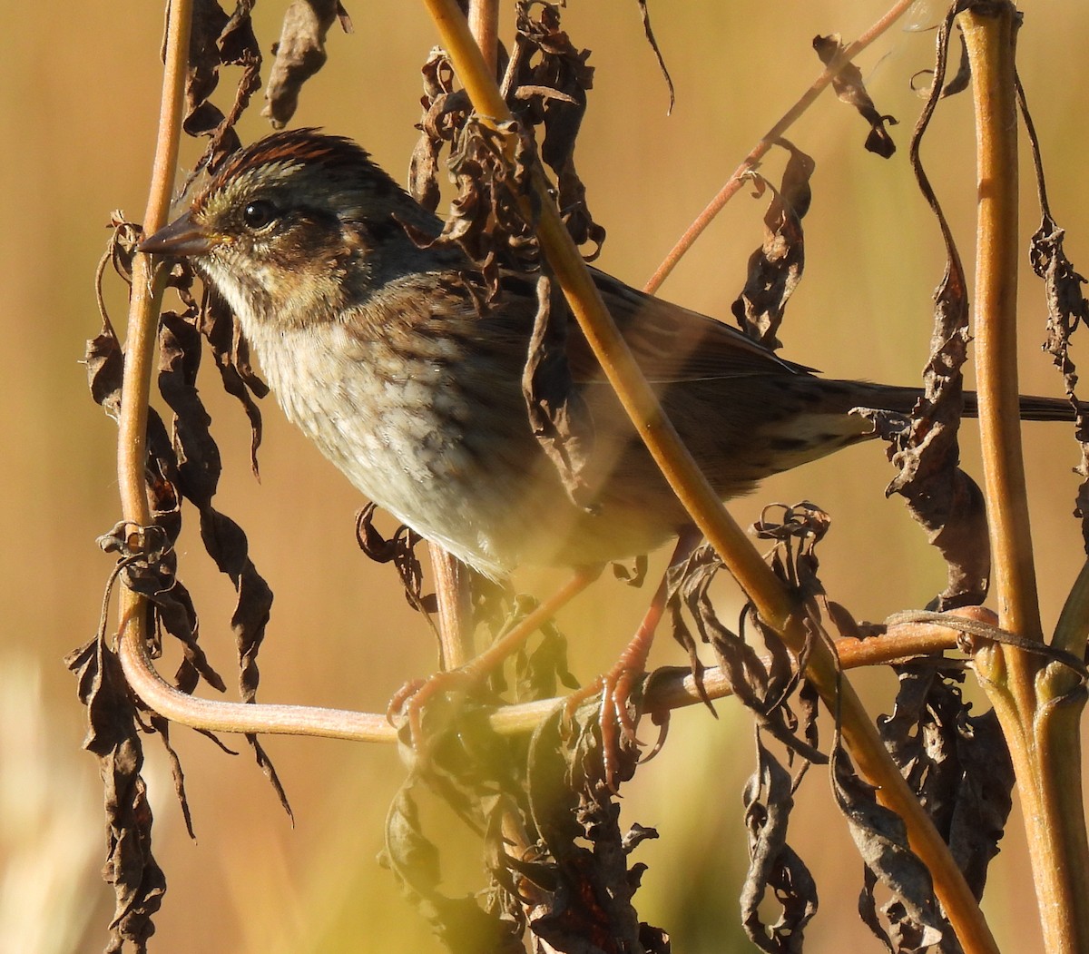 Swamp Sparrow - ML643661743