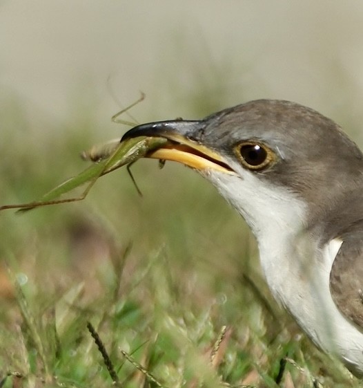 Yellow-billed Cuckoo - ML643661744