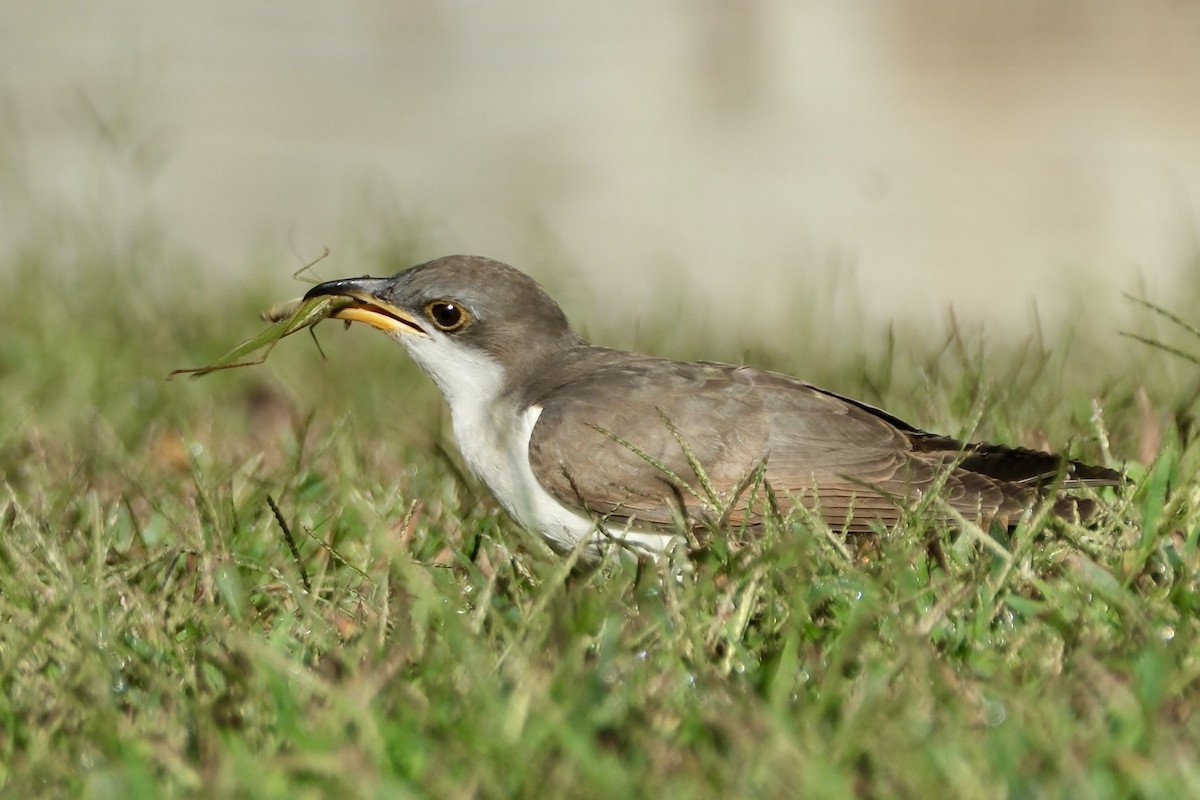 Yellow-billed Cuckoo - ML643661745