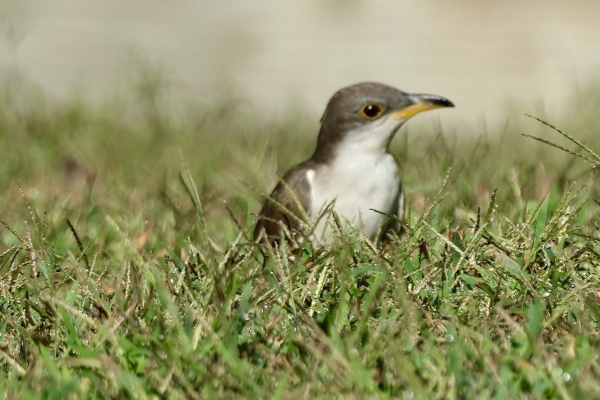 Yellow-billed Cuckoo - ML643661746