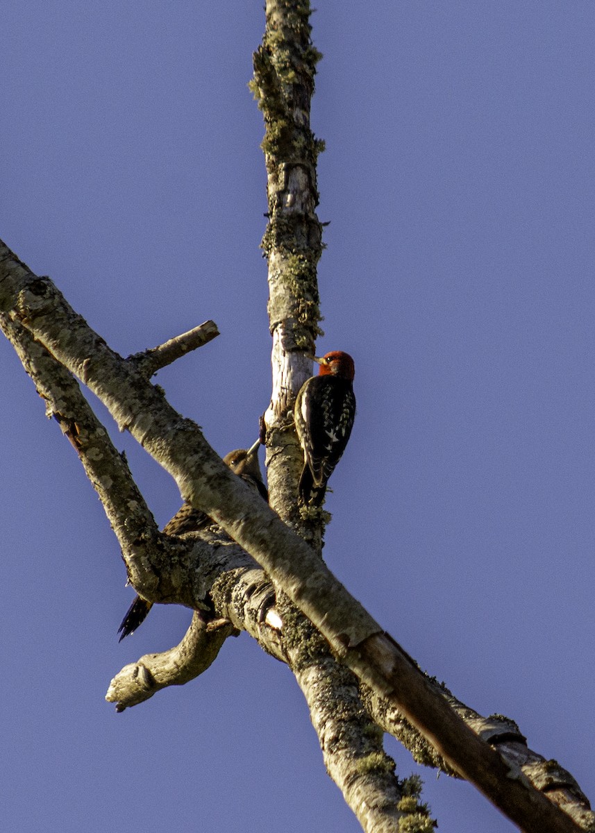Red-breasted Sapsucker - ML643661749