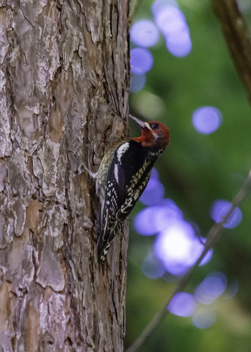 Red-breasted Sapsucker - ML643661750