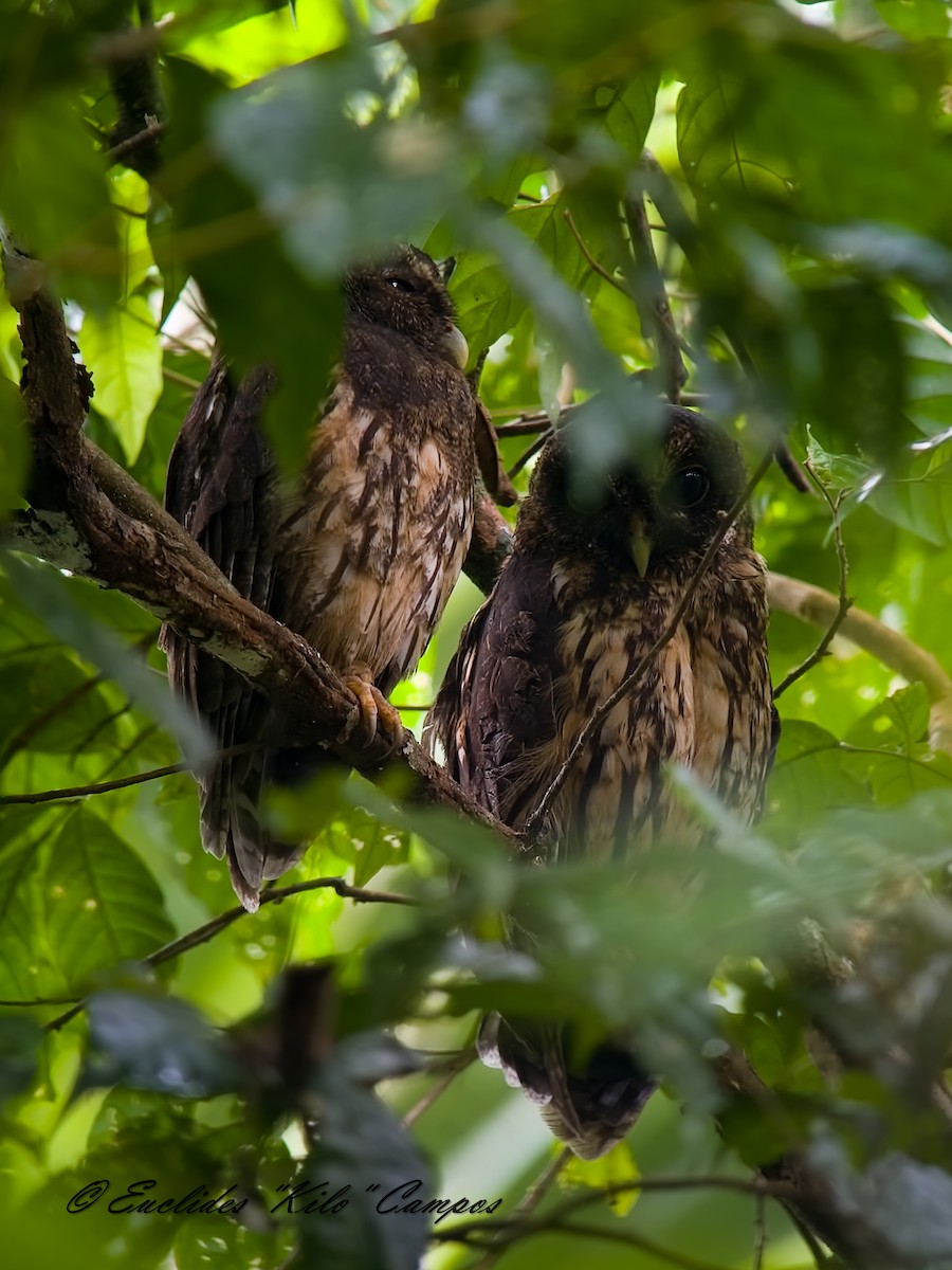 Mottled Owl - ML643661751