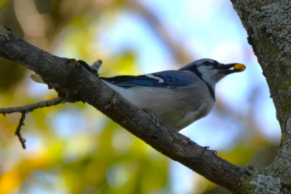 Blue Jay - ML643661770