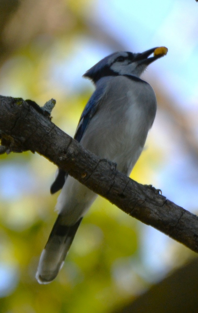Blue Jay - ML643661771