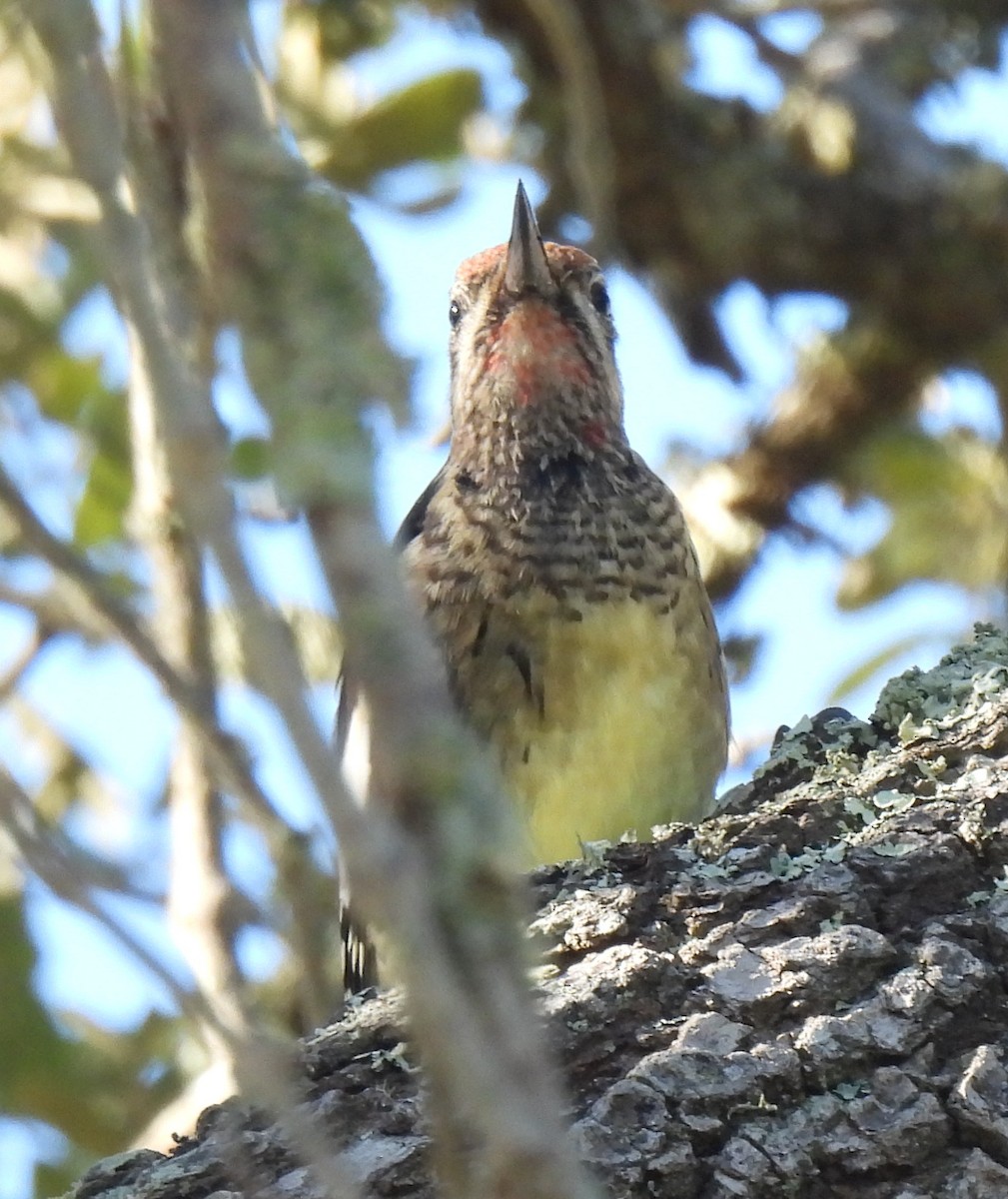 Yellow-bellied Sapsucker - ML643661772