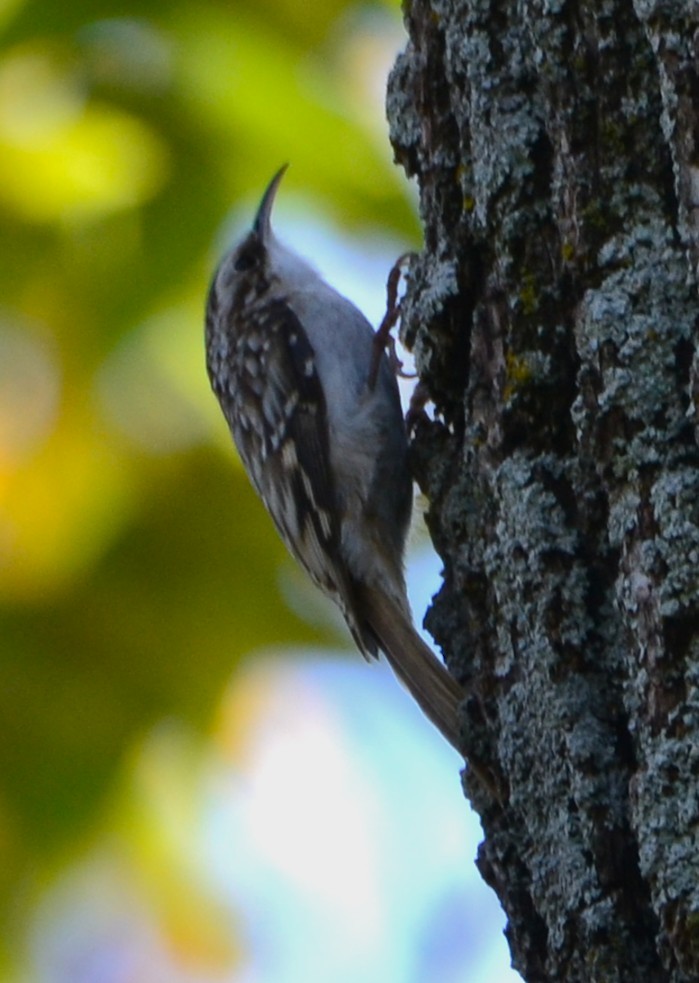 Brown Creeper - ML643661783